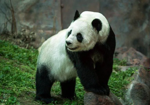 Zdjęcie Czy panda jest zagrożona wyginięciem? Aktualny status i przyszłość gatunku