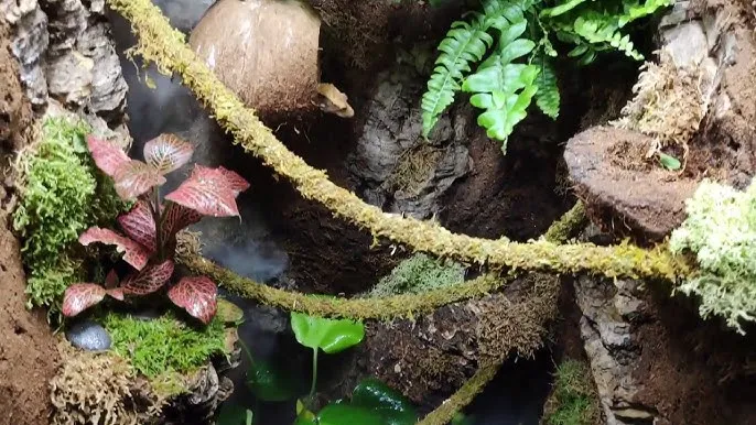 Zdjęcie Jak zrobić ściankę do terrarium tropikalnego, unikając najczęstszych błędów