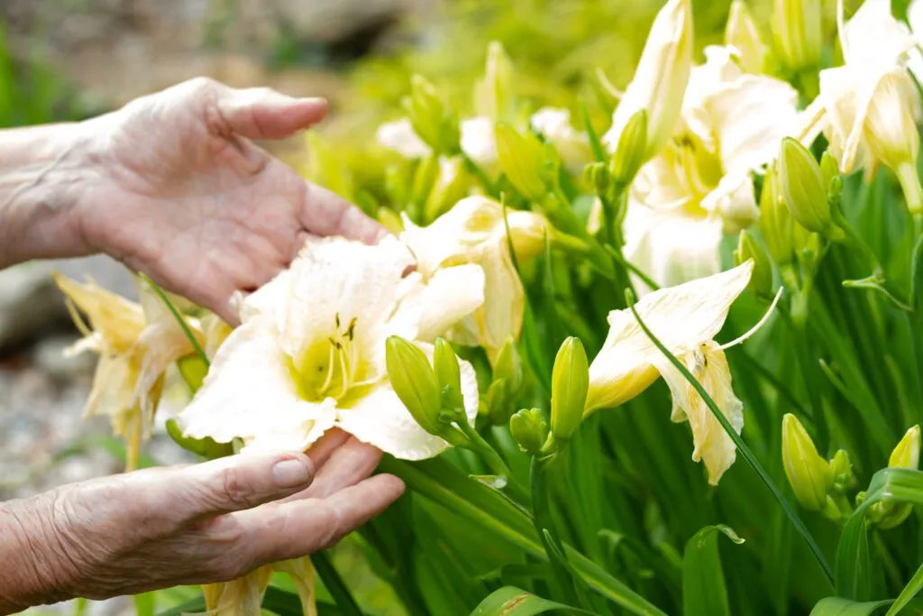 Zdjęcie Jak sadzić liliowce, aby uniknąć błędów i cieszyć się pięknem kwiatów