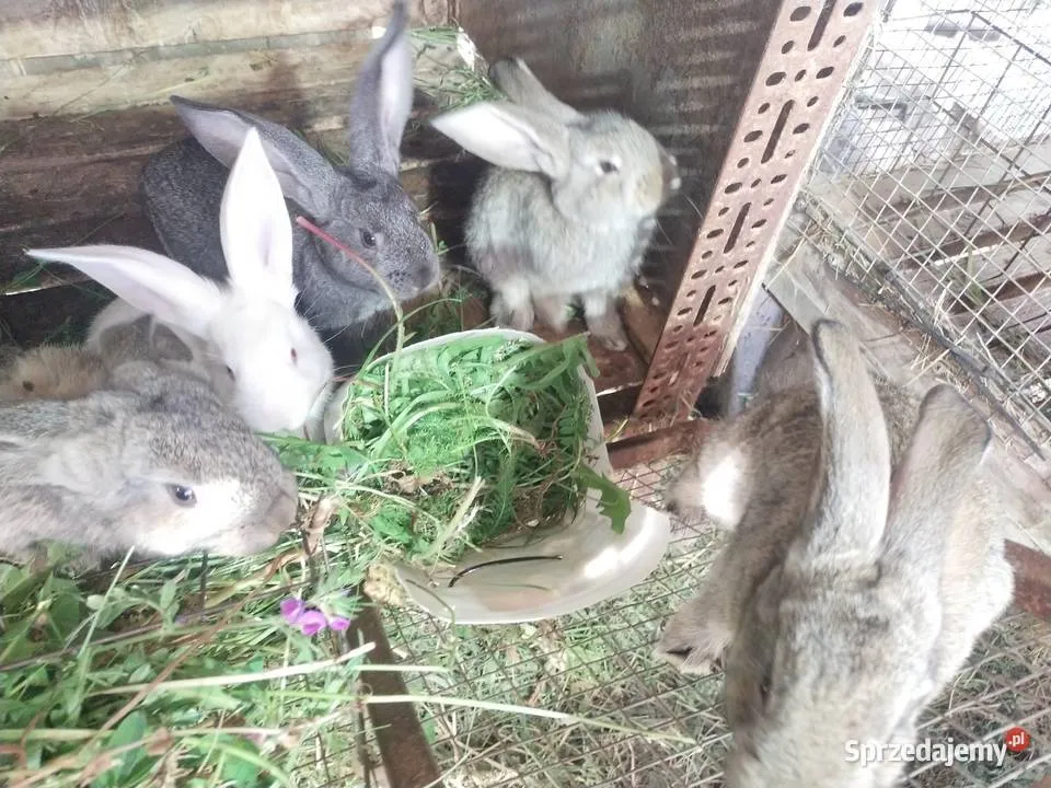 Zdjęcie Hodowla królików w Gdańsku: Gdzie kupić lub adoptować pupila