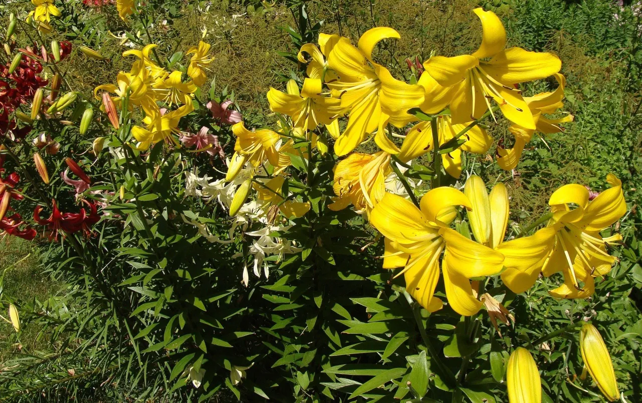 Zdjęcie Wszystkie lilie zimujące w gruncie: poznaj 8 najwytrzymalszych odmian