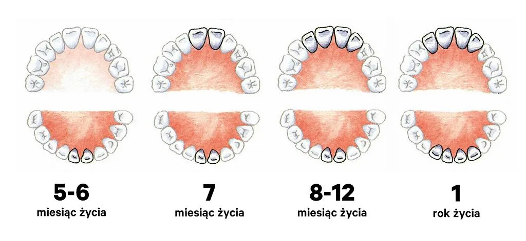Zdjęcie Ząbkowanie u 2 latka: objawy, które zaskoczyć mogą każdego rodzica