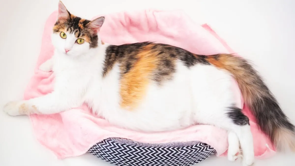 Zdjęcie Ile trwa ciąża u kotki? Poznaj kluczowe informacje i fakty