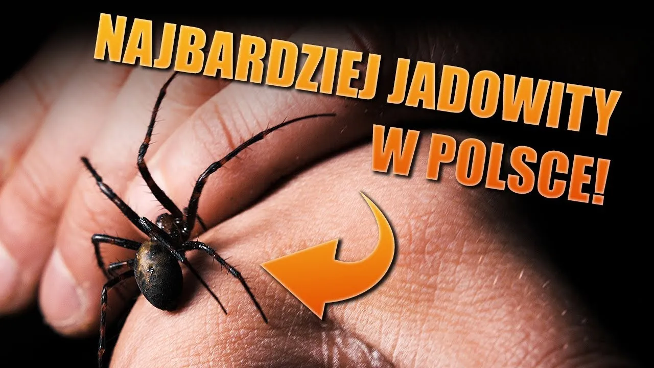 Zdjęcie Najgroźniejszy pająk w Polsce – czy sieciarz jaskiniowy jest niebezpieczny?