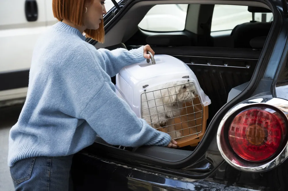 Zdjęcie Najlepsze plastikowe transportery dla psa - wybierz bezpieczne rozwiązanie