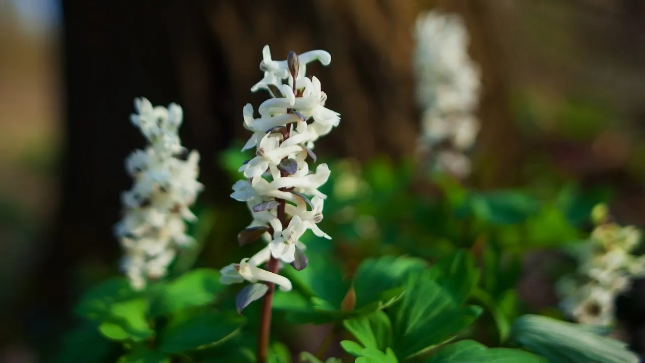 Zdjęcie Kokorycz różański - zioło leczące serce i nerwy. Poznajmy jego moc