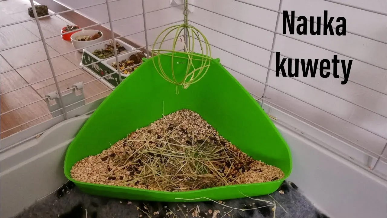 Zdjęcie Jak nauczyć świnkę korzystać z kuwety - proste metody i porady