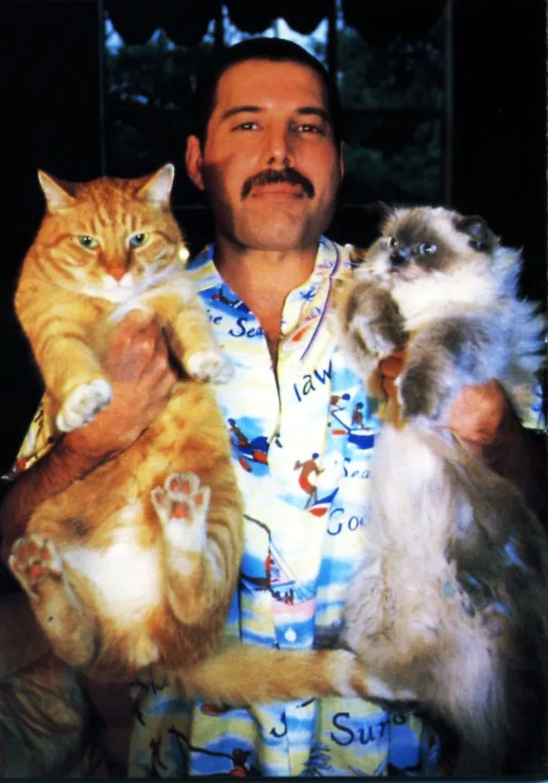 Zdjęcie Czy Freddie Mercury miał dzieci? Zaskakująca prawda o życiu prywatnym wokalisty