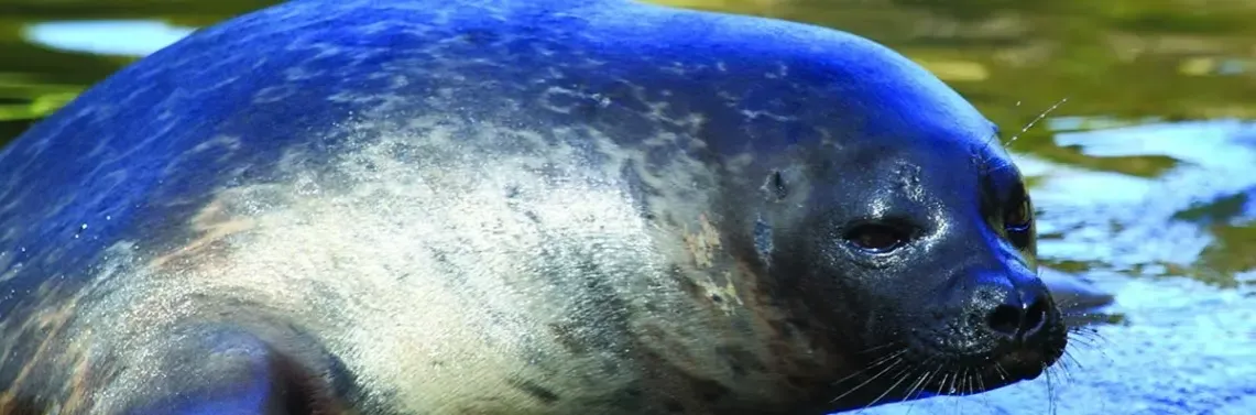 Zdjęcie Co żyje w Bałtyku? Zaskakujące fakty o faunie morskiej i jej ochronie