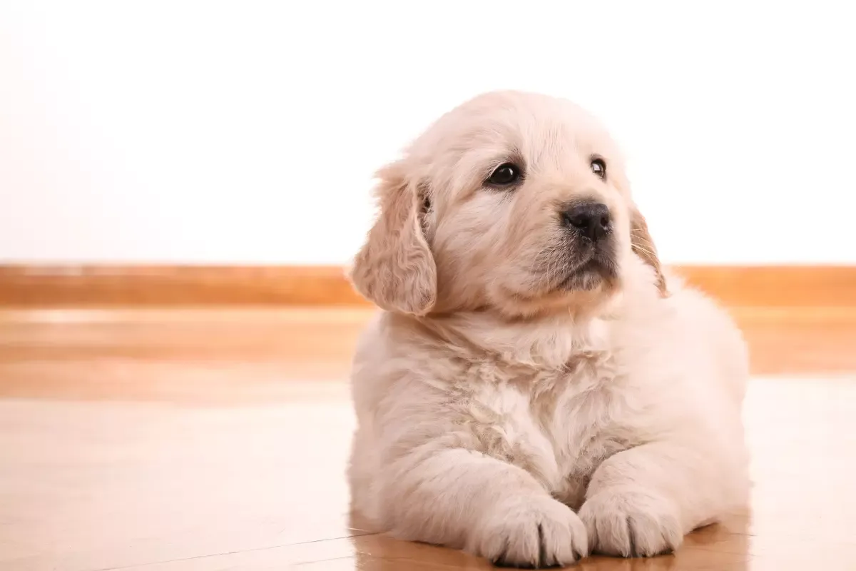 Zdjęcie Czy golden retriever ma włosy czy sierść? Poznaj prawdę o jego futrze