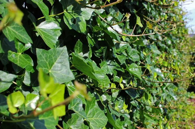 Zdjęcie Najlepsze bluszcze na ogrodzenie. Jak wybrać idealną roślinę pnącą?
