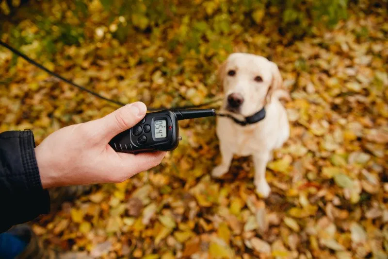 Zdjęcie Jak tresować psa z obrożą elektryczną bez stresu i bólu