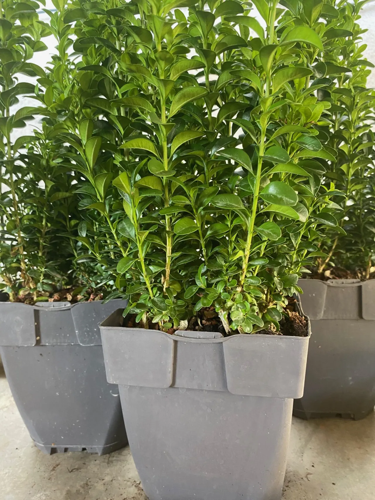 Zdjęcie Entiende qué es arbustivo y su importancia en la botánica