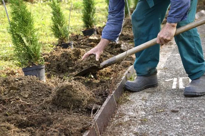 Zdjęcie Jak rozsadzić tuje: proste sposoby na udane rozmnażanie roślin