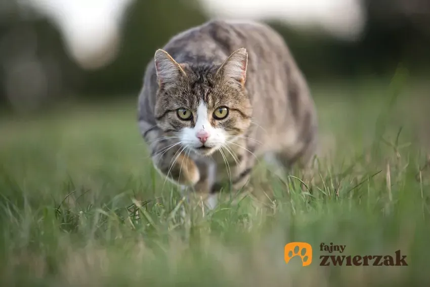 Zdjęcie Objawy poronienia u kotki – jak je rozpoznać i co robić?