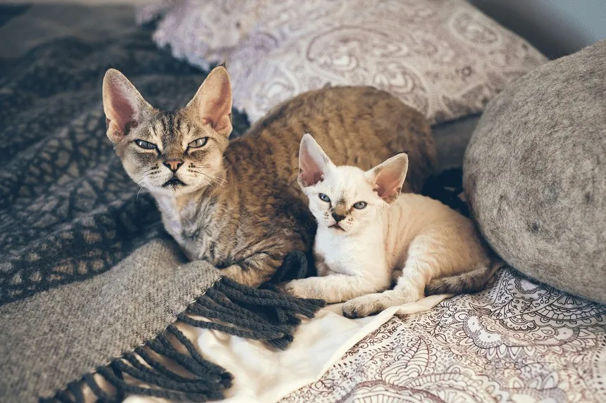 Zdjęcie Devon Rex alergia – czy to kot dla alergików? Sprawdź, co musisz wiedzieć
