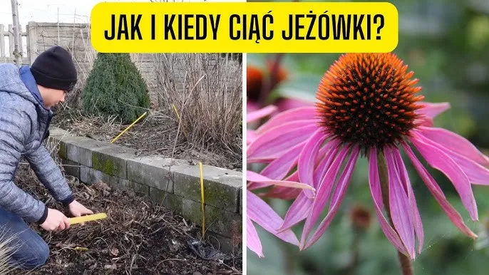 Zdjęcie Jak przycinać jeżówki na zimę, aby zapewnić im zdrowy wzrost
