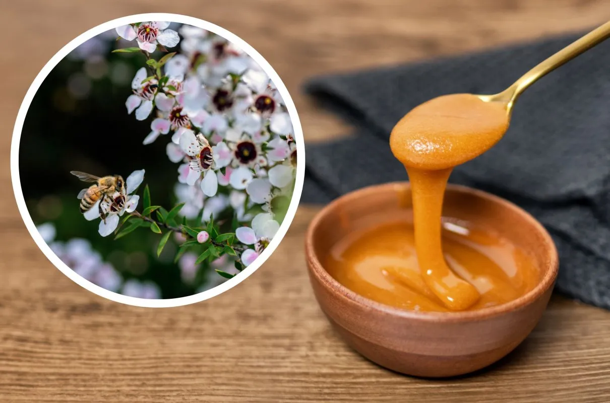 Zdjęcie Miód manuka na co pomaga? Właściwości lecznicze i zastosowanie w zdrowiu