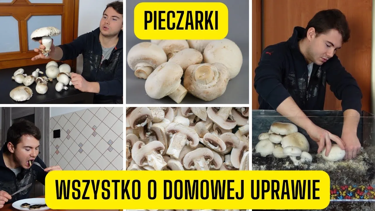 Zdjęcie Jak uprawiać pieczarki w domu - proste kroki do sukcesu w hodowli