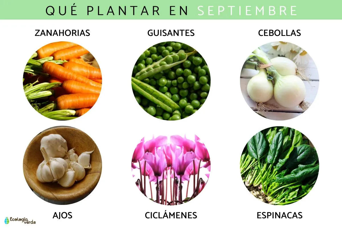 Zdjęcie Las mejores flores que plantar en septiembre para un jardín hermoso