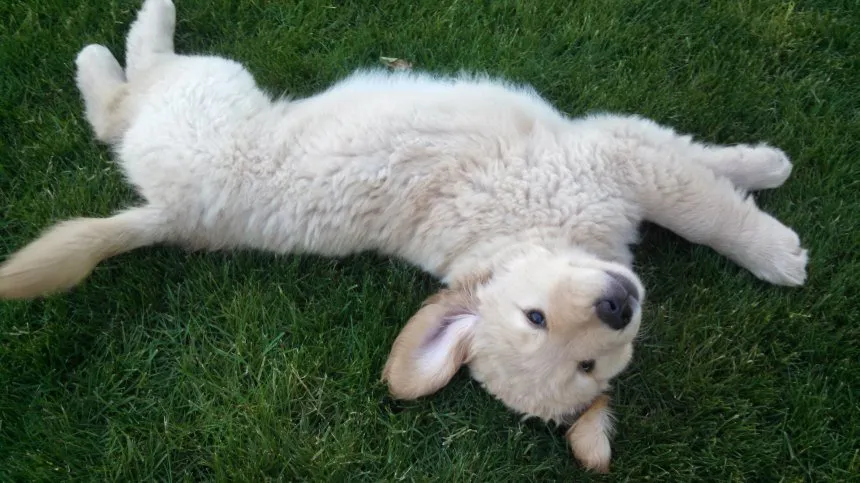 Zdjęcie Ile karmy dla szczeniaka golden retriever - uniknij błędów w karmieniu