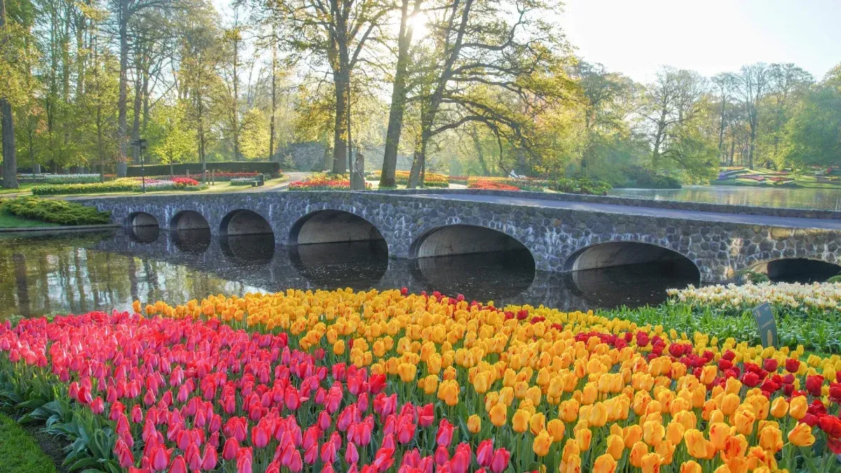 Zdjęcie Keukenhof kiedy najlepiej jechać, aby zobaczyć tulipany w pełnym rozkwicie