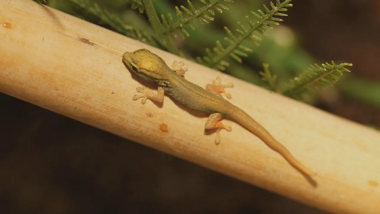 Zdjęcie Gdzie kupić gekona Williamsa: unikaj błędów przy zakupie