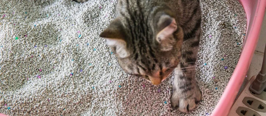 Zdjęcie Welche Katze für Allergiker: Die besten Rassen für Allergiker ohne Beschwerden