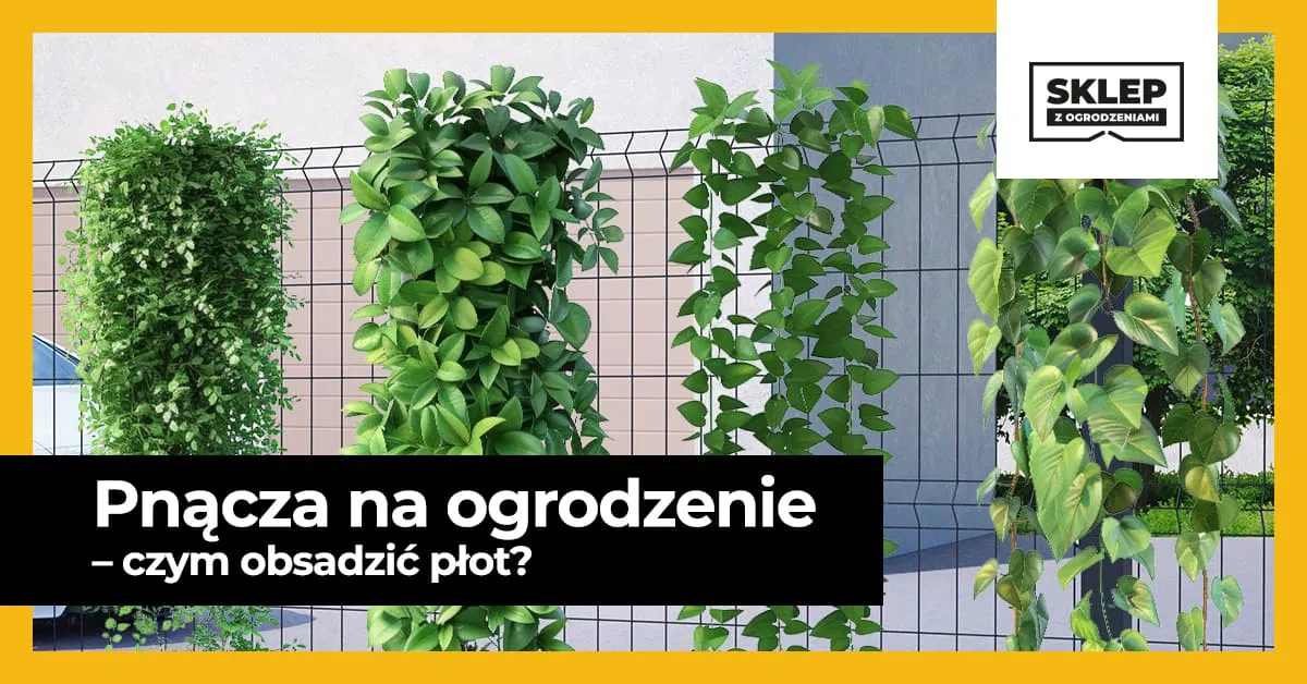 Zdjęcie Czym obsadzić płot, aby zyskać piękno i prywatność w ogrodzie