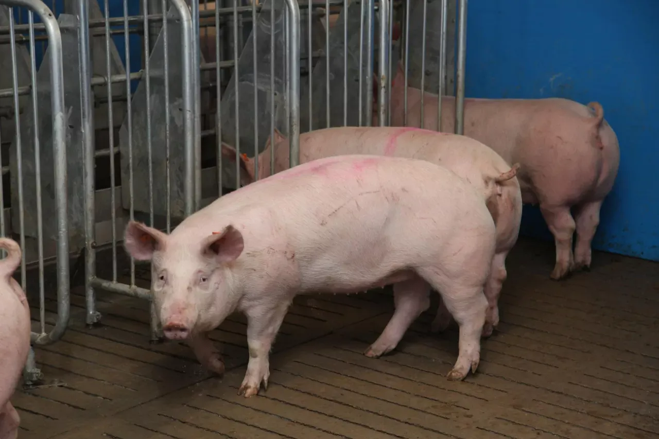 Zdjęcie Po ile swinie w skupie - aktualne ceny i prognozy dla hodowców
