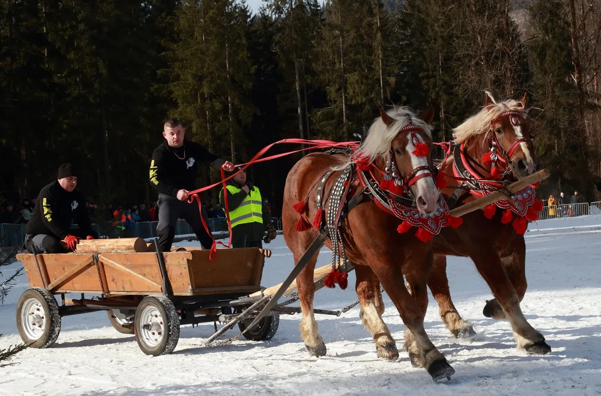 Zdjęcie Koń z wozem: Siła tradycji i symbol polskiej wsi na przestrzeni lat