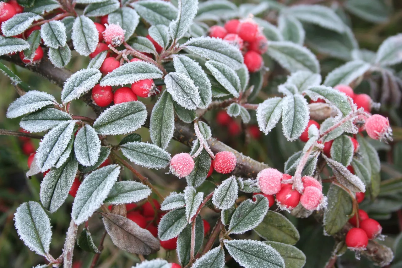 Zdjęcie Kwiaty mrozoodporne: Ogród pełen życia zimą i wiosną