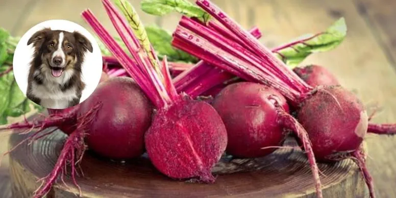 Zdjęcie Czy pies może jeść buraki? Bezpieczne podawanie i korzyści