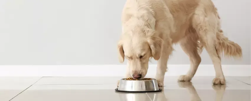 Zdjęcie Czy pies może jeść żołądki drobiowe? Korzyści i zagrożenia