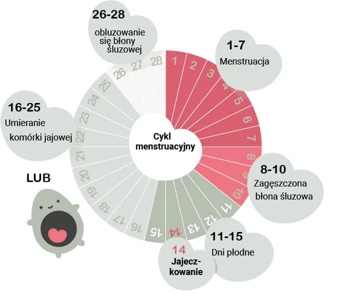 Zdjęcie Za ile okres po owulacji? Sprawdź, co musisz wiedzieć o cyklu