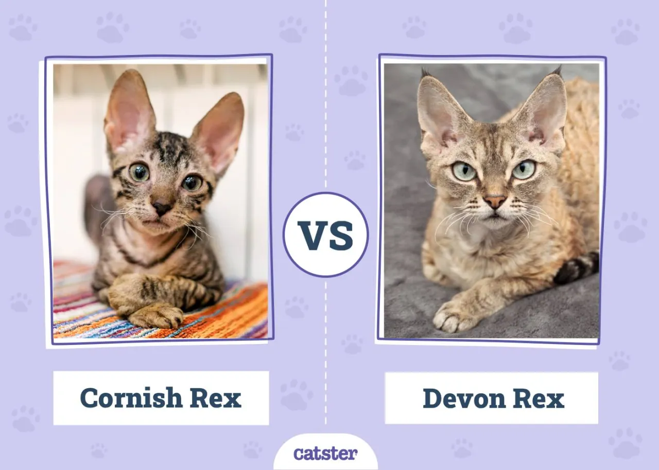 Zdjęcie Cornish Rex vs Devon Rex: Kluczowe różnice, które musisz znać