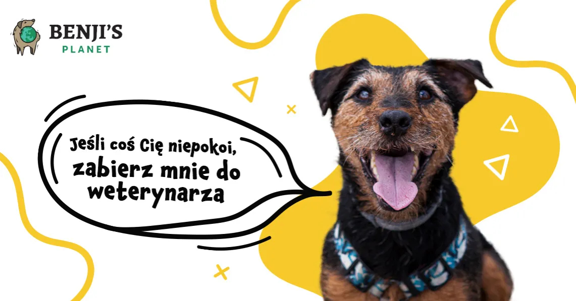 Zdjęcie Dlaczego pies sika na swoje legowisko? Oto powody i rozwiązania