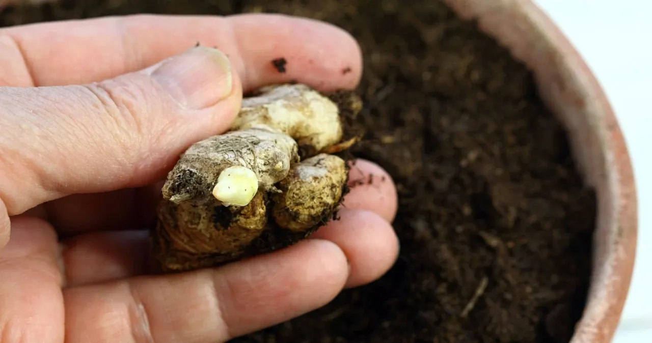 Zdjęcie Jak sadzić imbir w doniczce - uniknij najczęstszych błędów i ciesz się plonami
