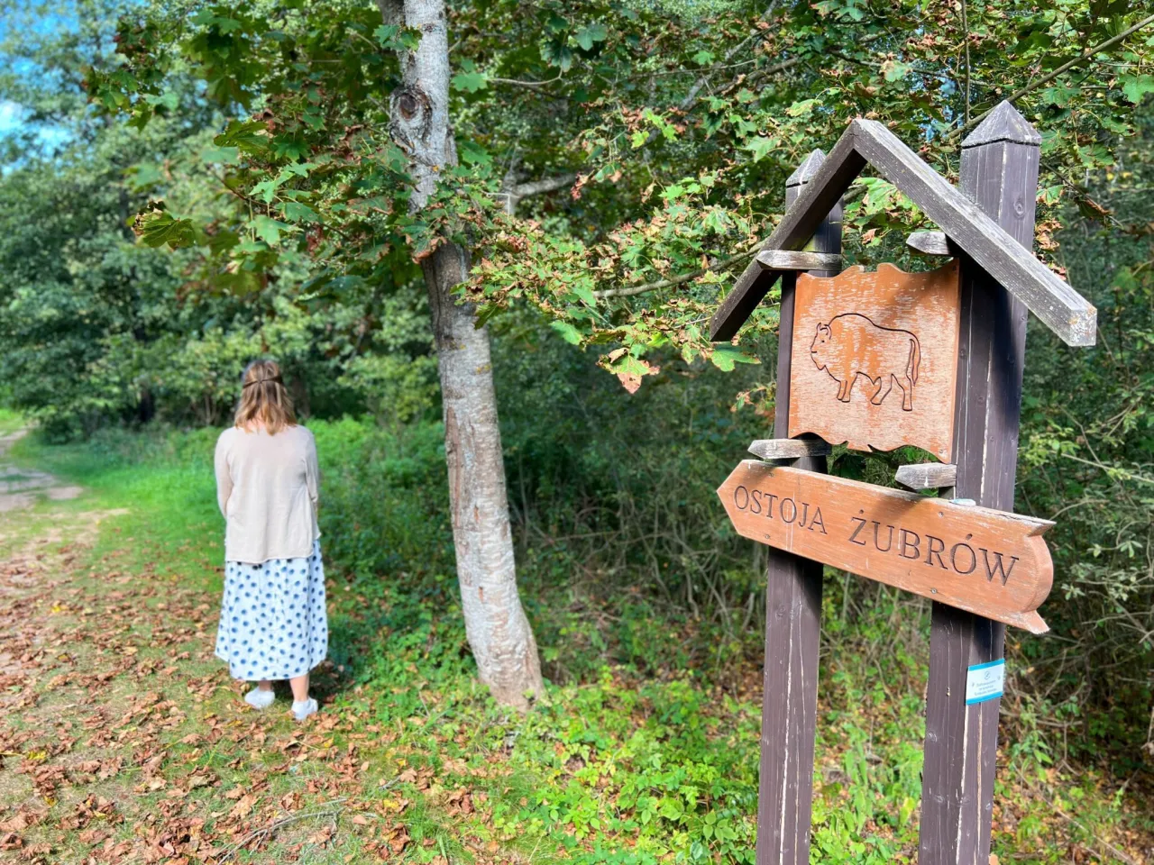 Zdjęcie Najlepsze atrakcje w Puszczy Białowieskiej, które musisz zobaczyć