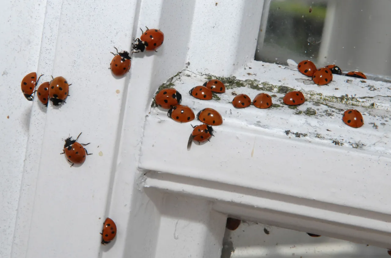 Zdjęcie Marienkäfer in der Wohnung was tun? Effektive Tipps zur Bekämpfung