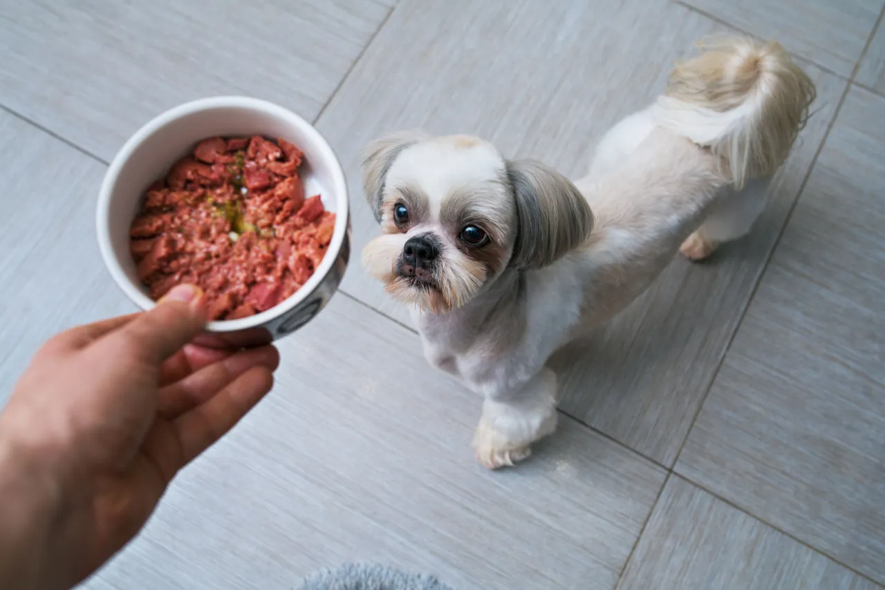 Zdjęcie Ile gram karmy dla szczeniaka shih tzu? Kluczowe wskazówki żywieniowe.