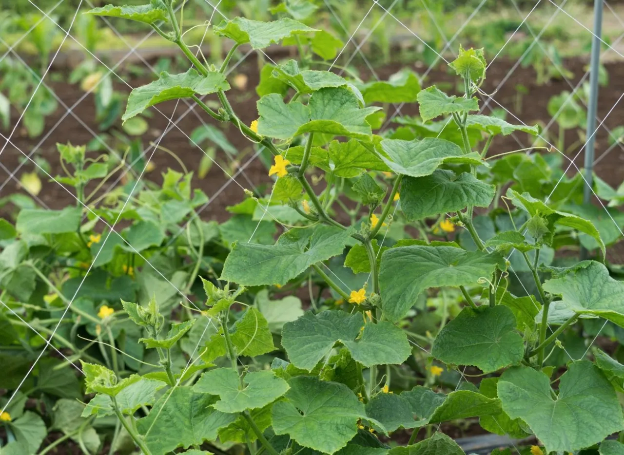 Zdjęcie Kiedy siać ogórki w jakiej fazie Księżyca, by uzyskać najlepsze plony