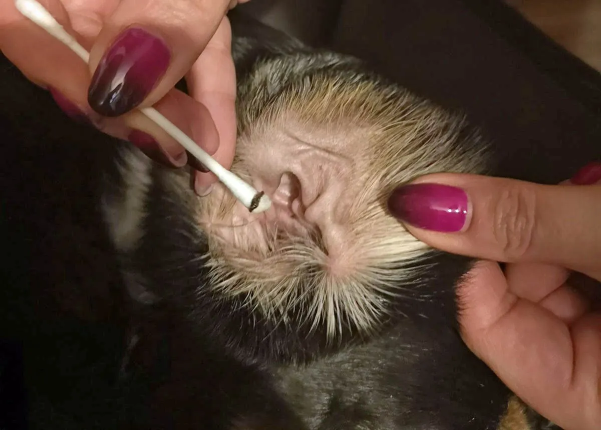 Zdjęcie Grzybica ucha objawy – poznaj niepokojące symptomy infekcji