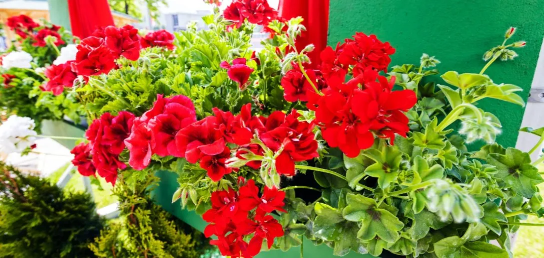 Zdjęcie Co posadzić z pelargonią, aby stworzyć piękne i zdrowe kompozycje?