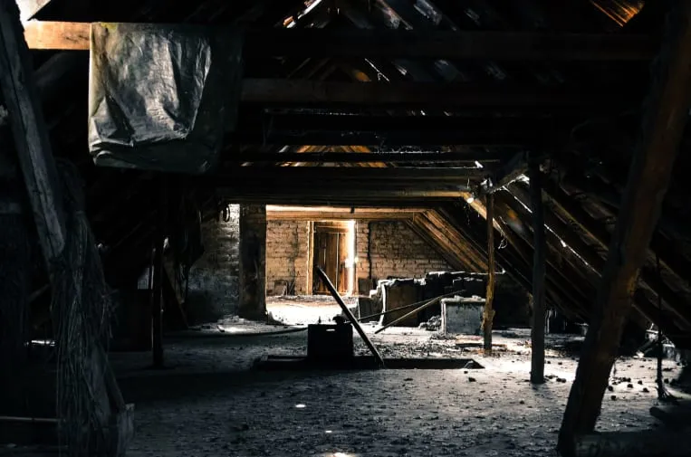 Zdjęcie Kommen Marder in die Wohnung? So schützen Sie Ihr Zuhause effektiv