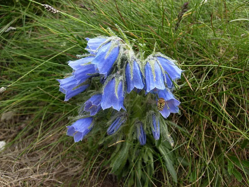 Zdjęcie Dzwonek alpejski w Tatrach: fascynująca flora wysokogórska