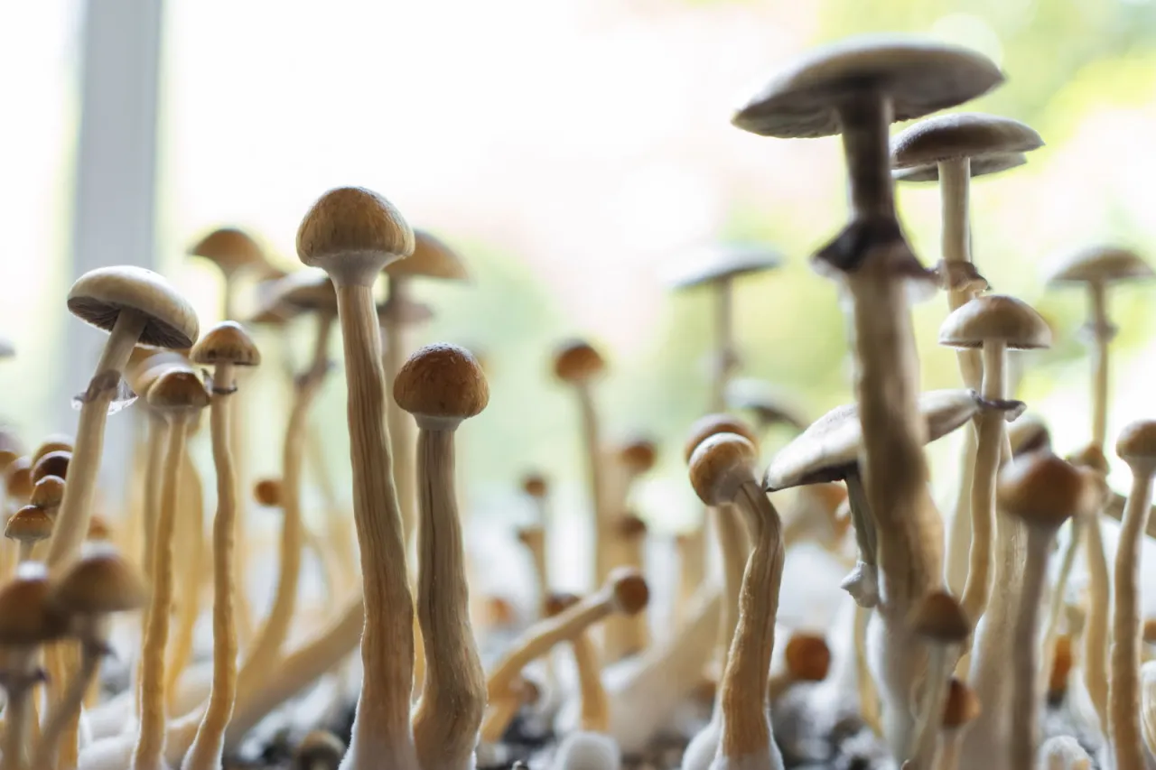 Zdjęcie Legalne psychodeliki sklep - gdzie kupić growkity i zarodniki?