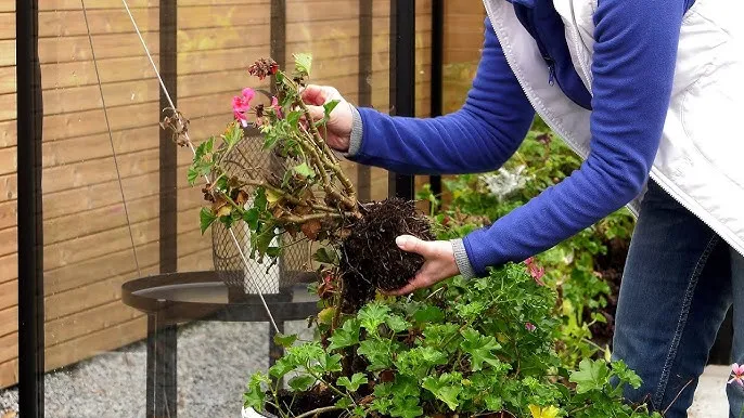 Zdjęcie Jak przycinać pelargonie, aby uniknąć błędów i cieszyć się zdrowiem roślin