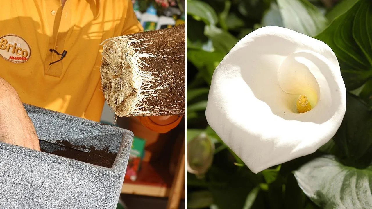 Zdjęcie Cuándo plantar las calas para asegurar su crecimiento saludable