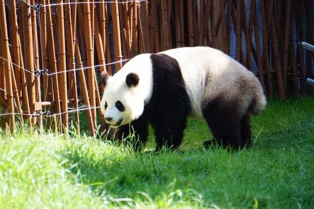 Zdjęcie Czy panda jest zagrożona wyginięciem? Oto aktualny stan ochrony